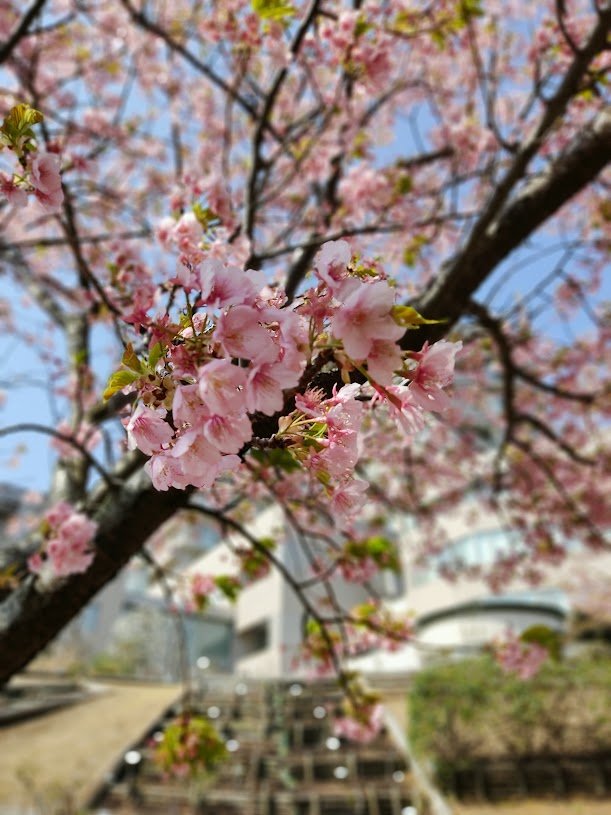 https://kumachabin.net/archives/2023/03/sakura.jpg